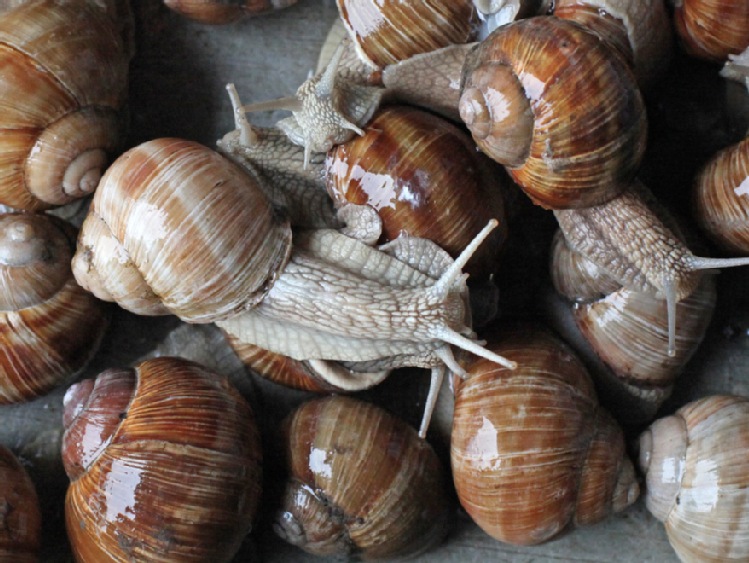 W Warmińsko-mazurskiem w tym roku nie będzie zbioru ślimaków winniczków